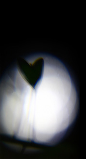 Images